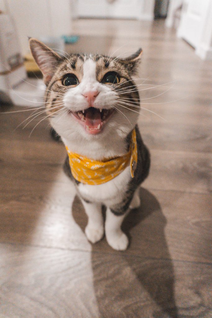 cat wants treat