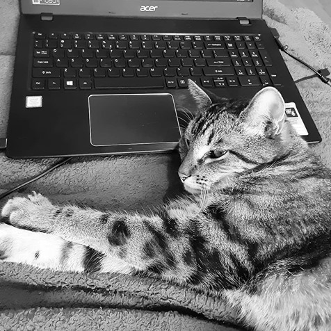cat on laptop