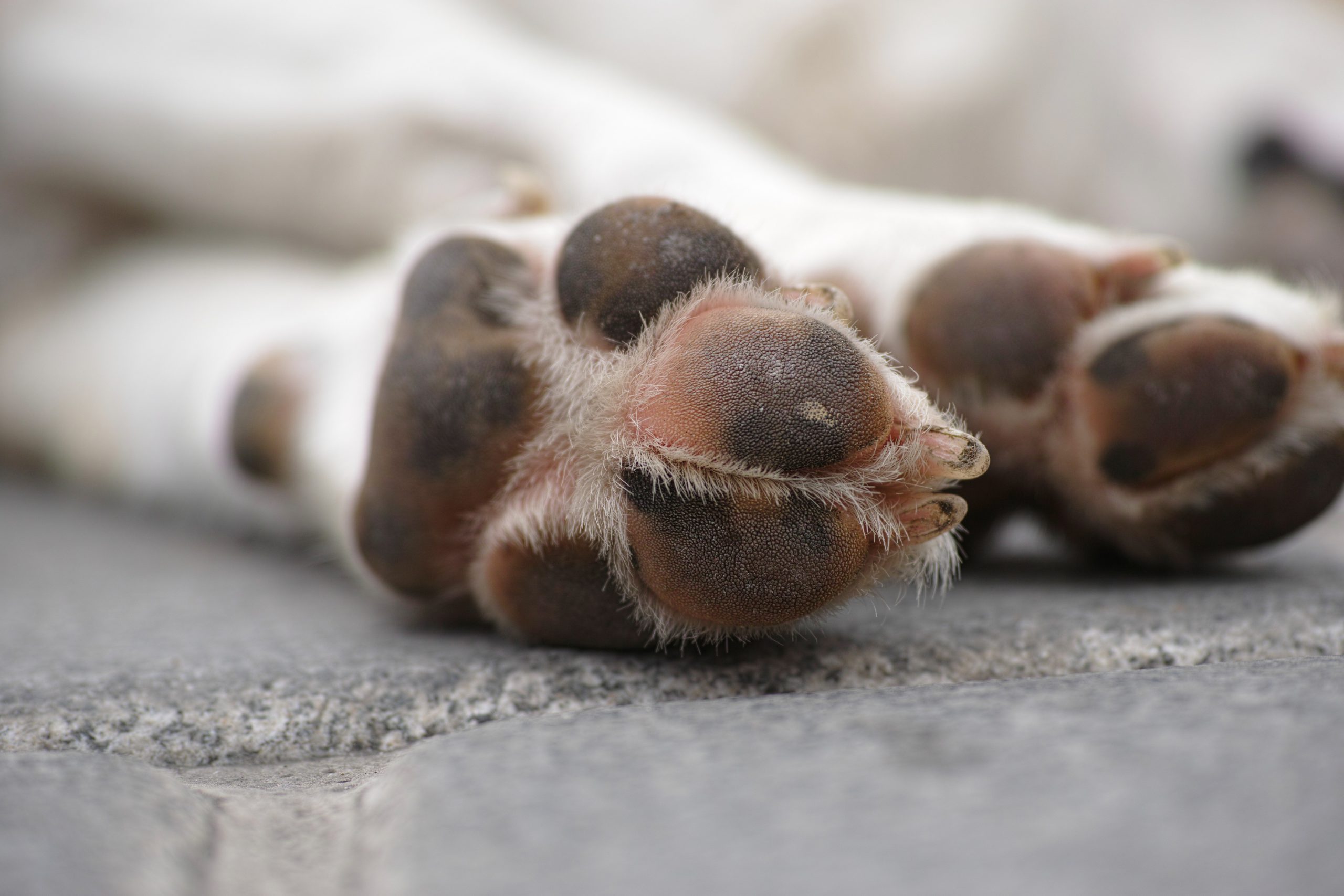 Curious reasons your dog is licking her paws A Wandering Pet