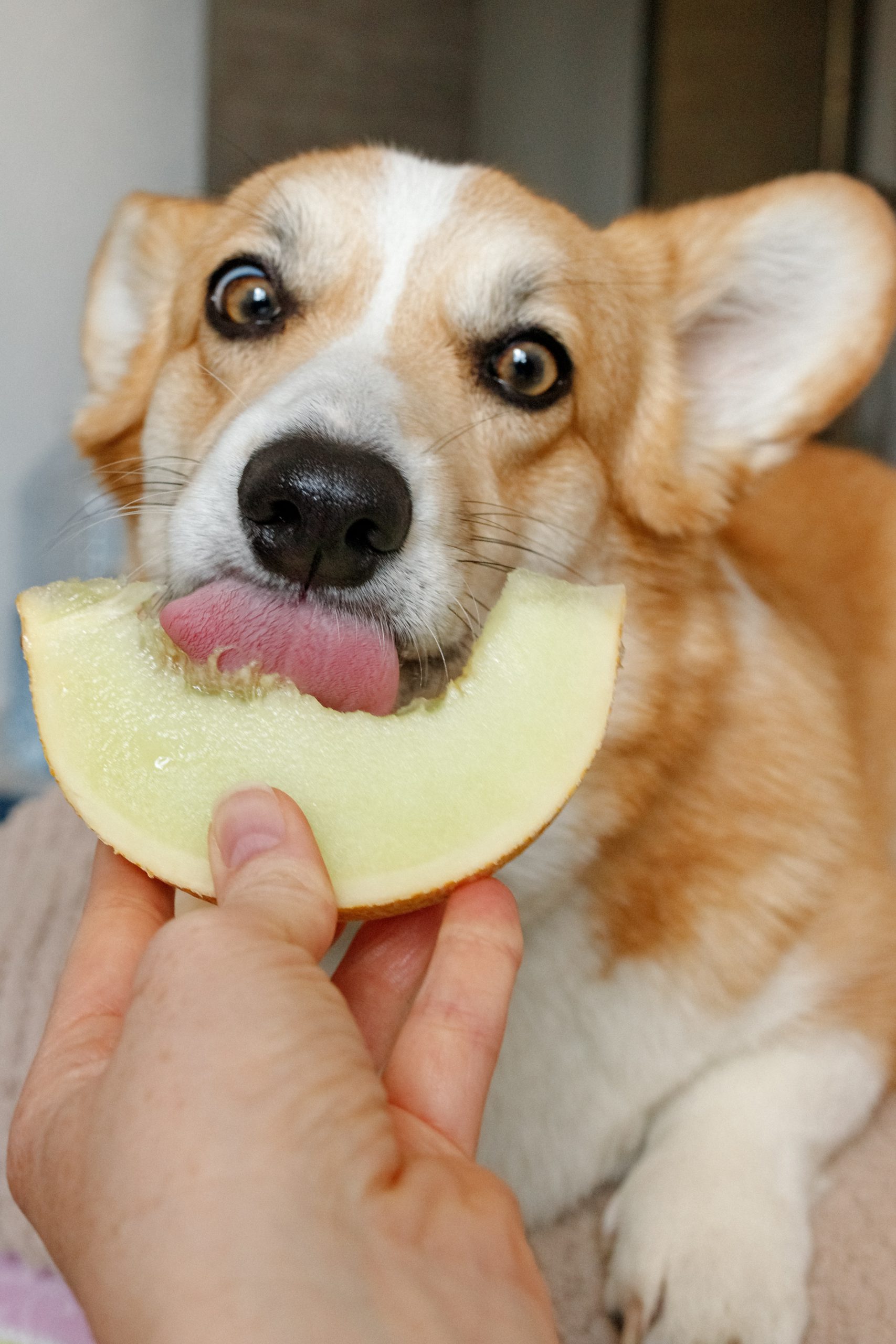 dogs eat fruit