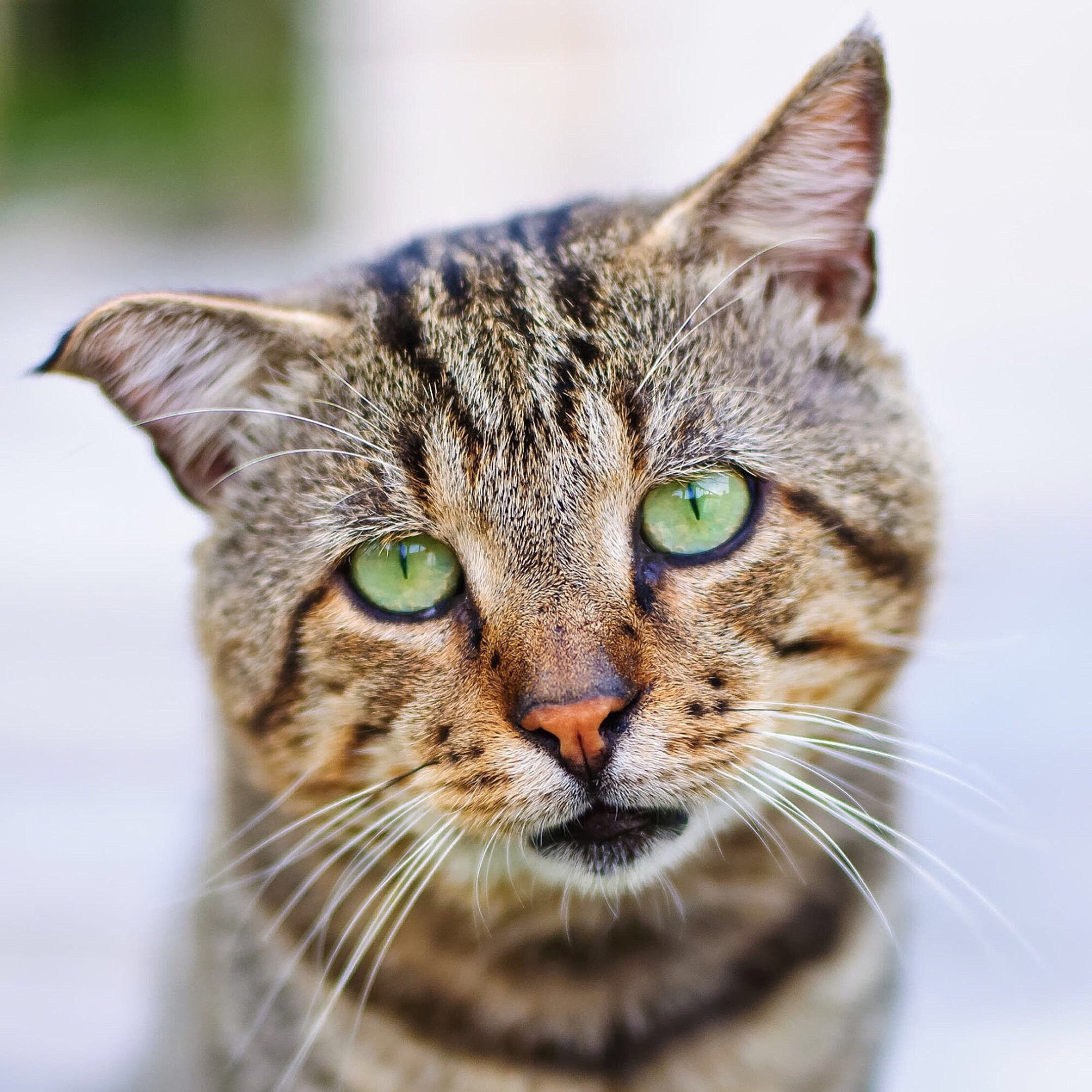 older cat
