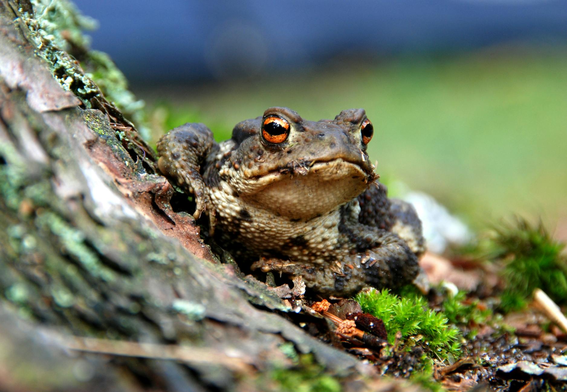 selective focus photography of a brown and black frog