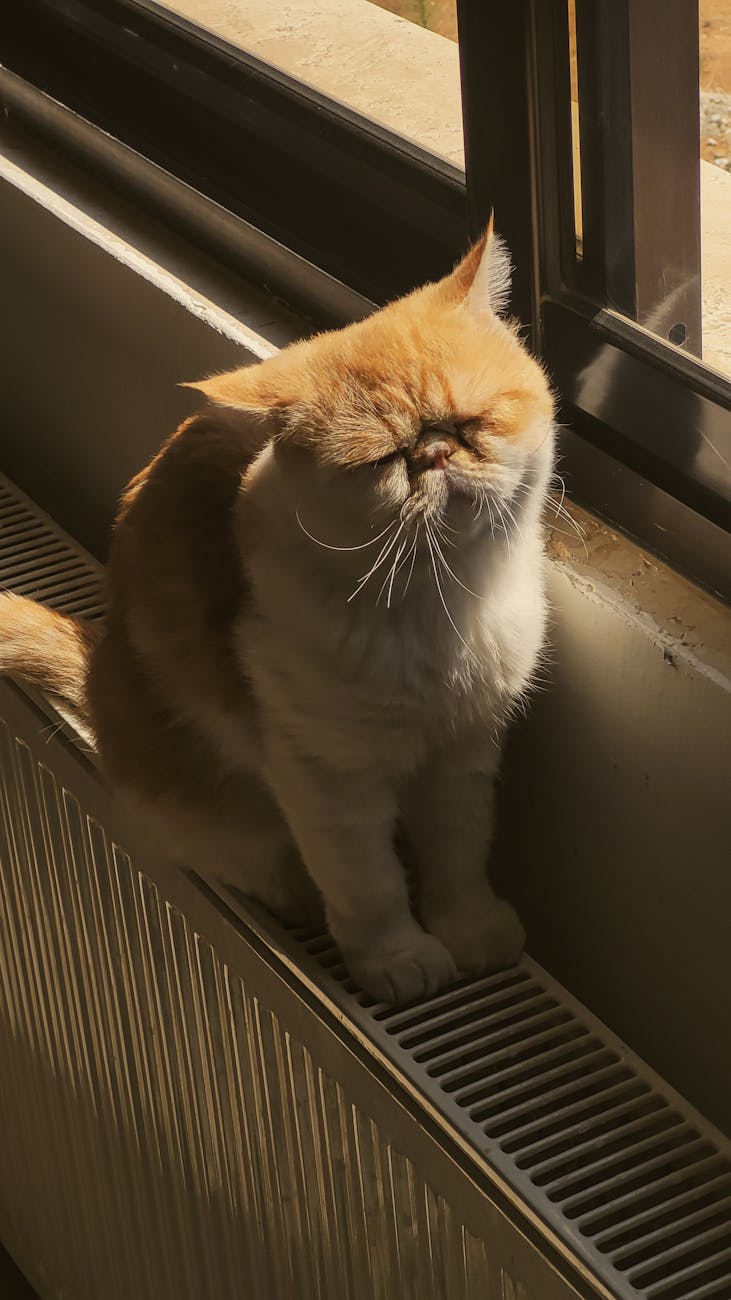an exotic shorthair cat sitting on a radiator in sunlight